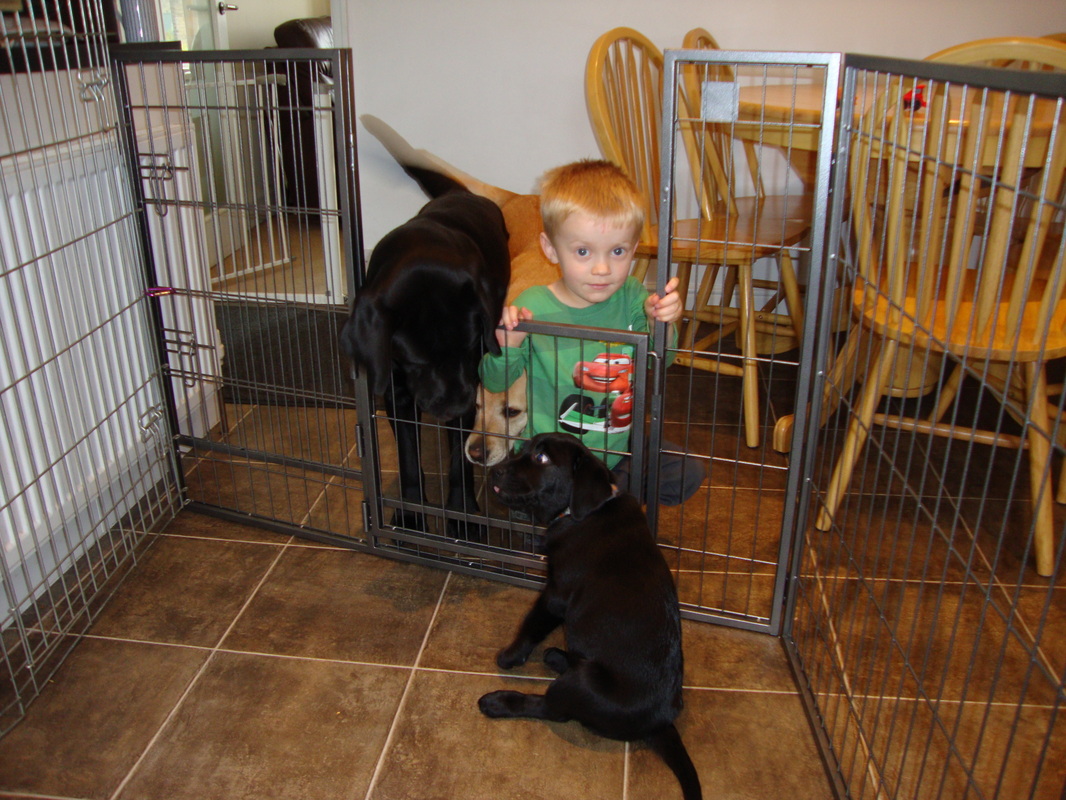Grandson Luca playing with the puppies